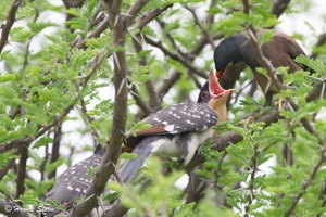 Myna feeding a Great Spotted Cuckoo