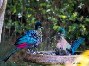 Purple-crested Turaco having a bath