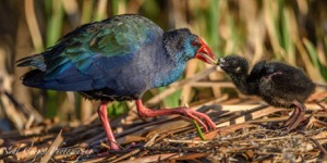 African Purple Swamphen with chick