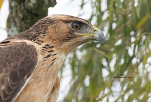 African Hawk-Eagle