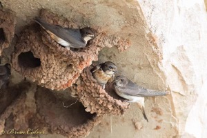 South African Cliff-Swallow