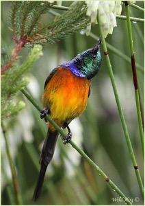 Orange-Breasted Sunbird1