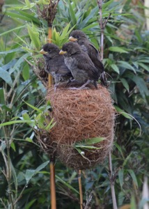 Thick-billed Weaver chicks