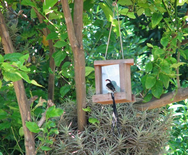 Pin-tailed Whydah