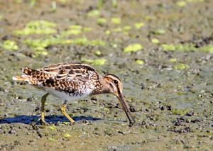 African Snipe