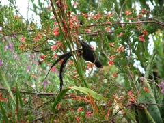 Cape Sugarbird