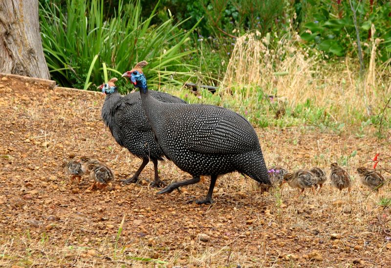 Helmeted Guineafowl