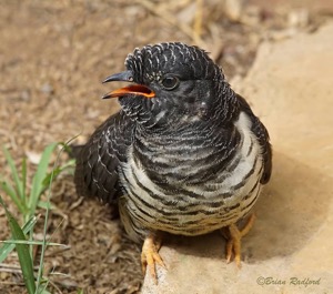 Red-chested Cuckoo juvenile just out the nest