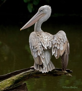 Pink-backed Pelican