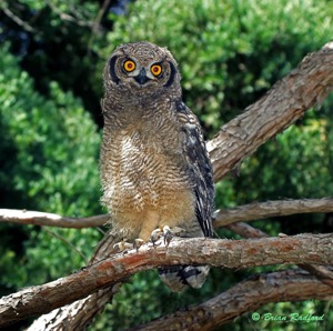 Spotted Eagle-Owl juv