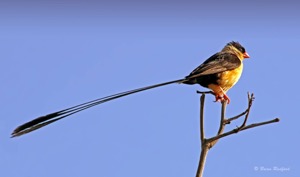 Shaft-tailed Whydah