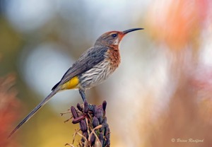 Gurney's Sugarbird