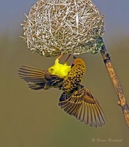 Village Weaver