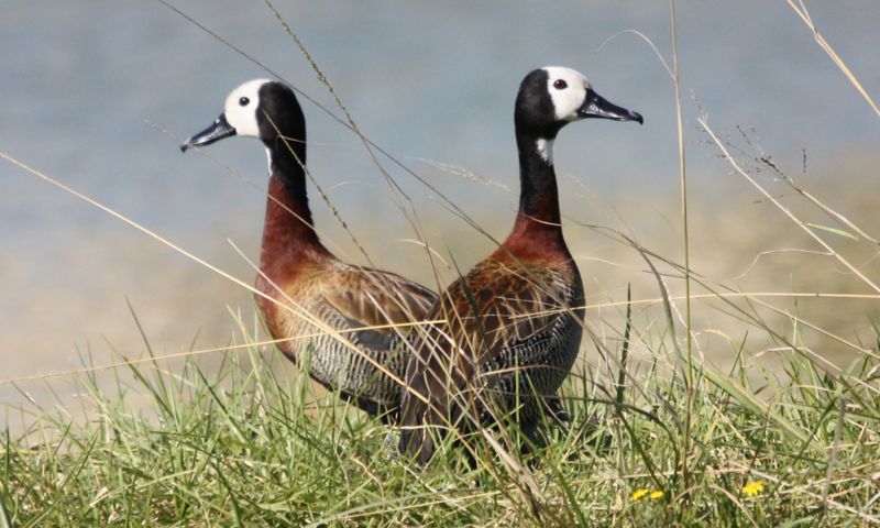 White-faced Duck 