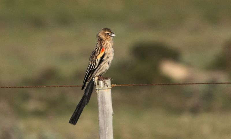 Fan-tailed Widowbird, non-breeding male