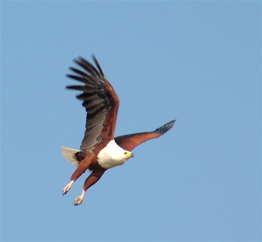 African Fish Eagle