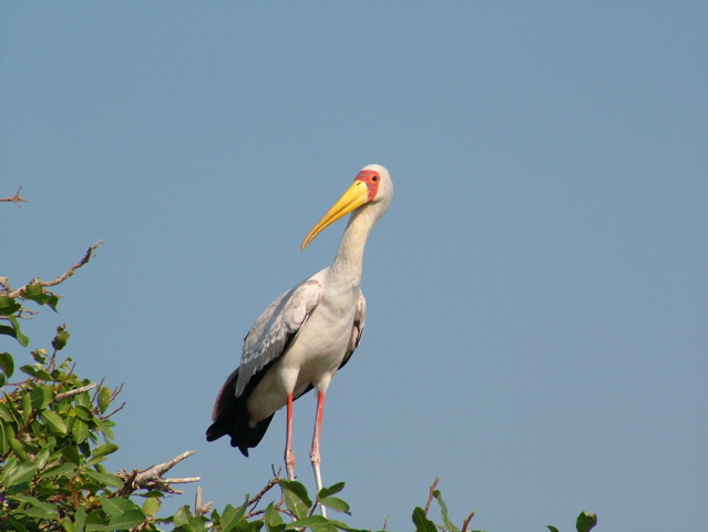 Yellow-Billed Stork