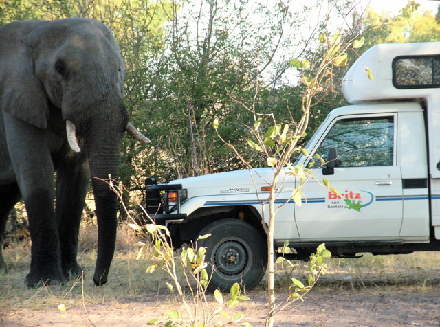 This elephant stole our beer!