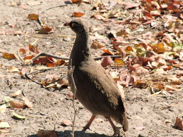 Red-billed Spurfowl