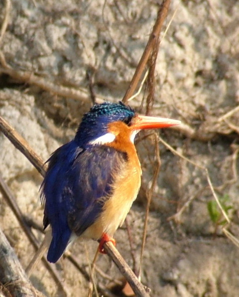 Malachite Kingfisher