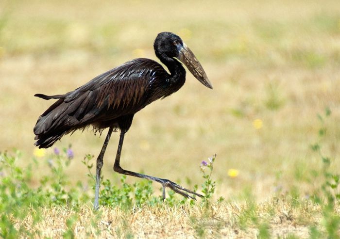 African Openbill and Marabou
