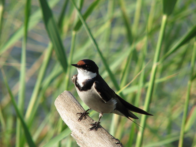 White-Throated Swallow