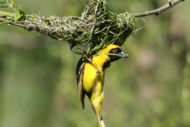 Swartkeelgeelvink 008