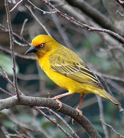 Cape Weaver