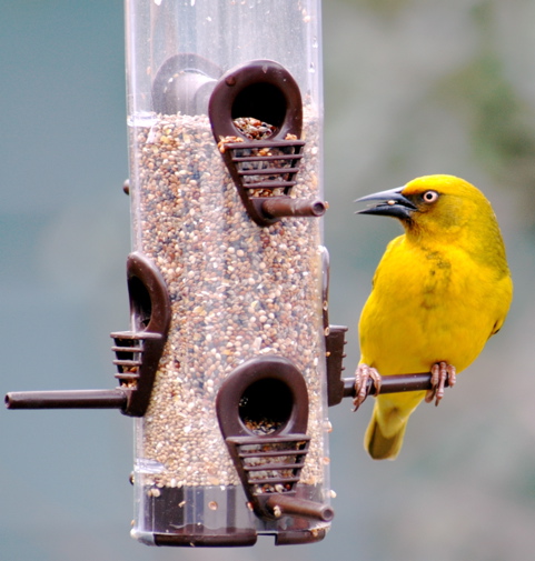 Cape Weaver