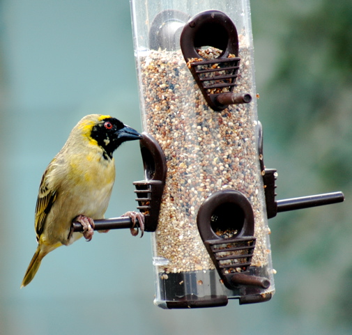 Southern Masked-Weaver