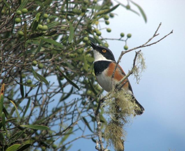 Cape Batis