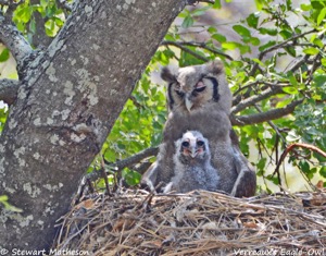 Verreaux's Eagle-Owl with chick