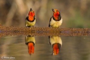 Black-collared Barbet