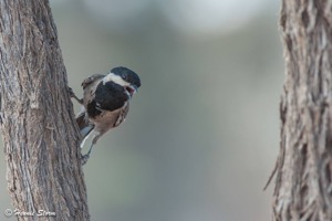 Ashy Tit