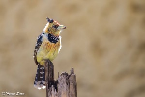 Crested Barbet