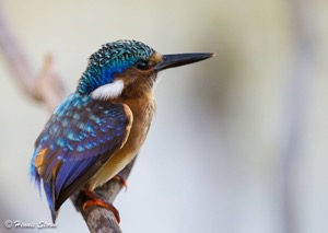 Malachite Kingfisher juvenile