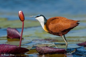 African Jacana