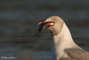 Grey-headed Gull