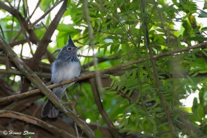 Blue-mantled Crested-Flycatcher