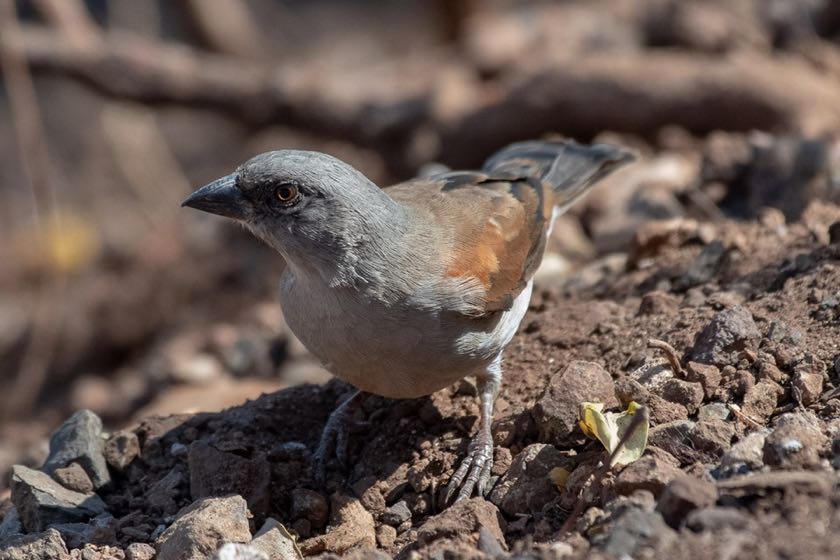 Northern Grey-headed Sparrow