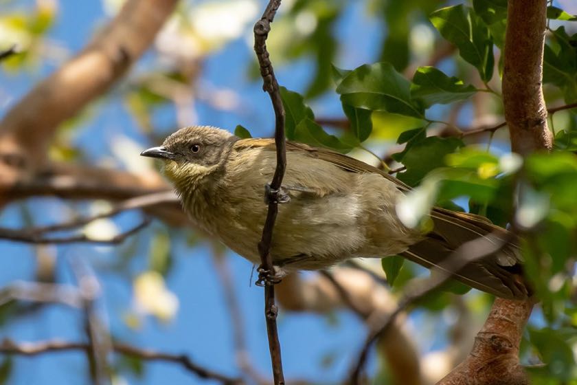 Yellow-throated Leaflove