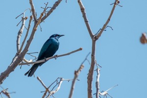 Sharp-tailed Starling