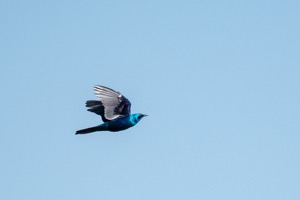 Sharp-tailed Starling - Spitsstertglansspreeu