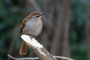 Rufous-tailed Palm Thrush