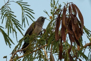 Black-faced Babbler