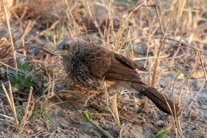 Hartlaub's Babbler