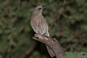 Hartlaub's Babbler