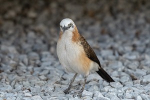 Barecheek Babbler