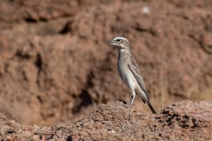 White-throated Canary, Witkeelkanarie