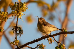 Copper Sunbird - Kopersuikerbekkie